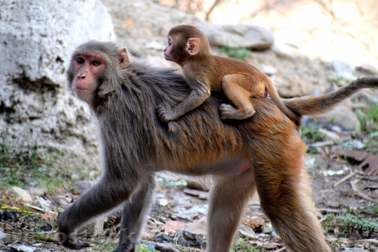 Devostock Animals Monkeys Zoo 132299 4K