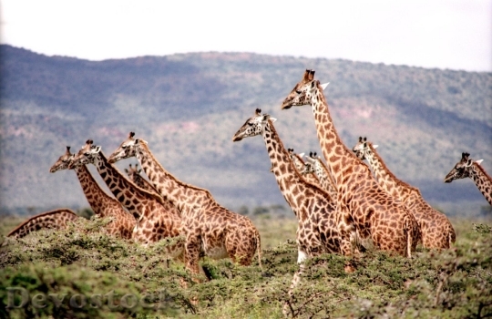 Devostock Animals Wildlife Giraffes 3834 4K