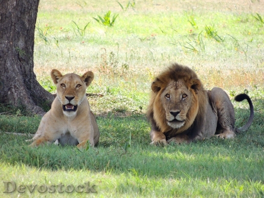 Devostock Animals Wildlife Lioness 6716 4K