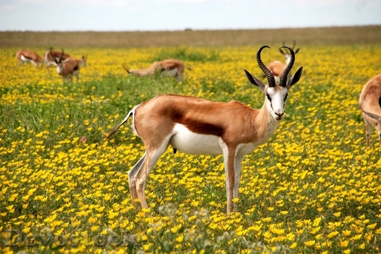 Devostock Antelope Nature Flowers Meadow 5261 4K.jpeg