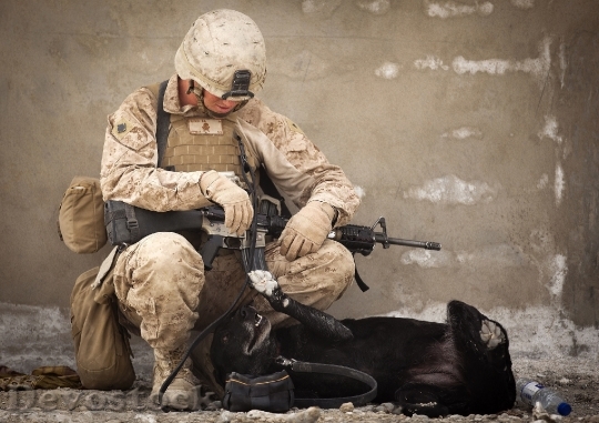 Devostock Army Man Terrorist Animal Rest Dog 4K