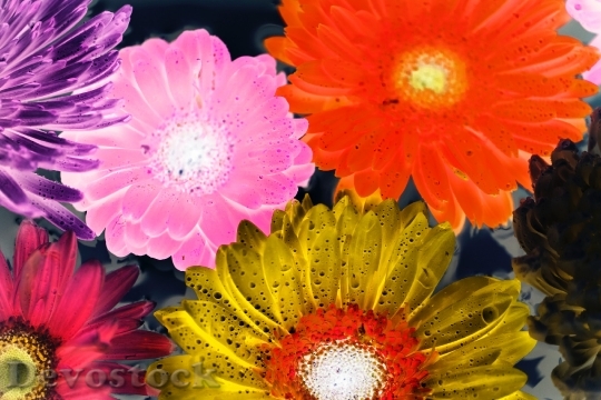 Devostock Art Flowers Painting 94153 4K