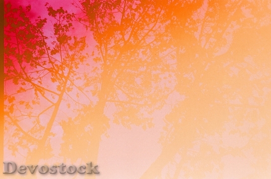 Devostock Art Trees Blur 57330 4K
