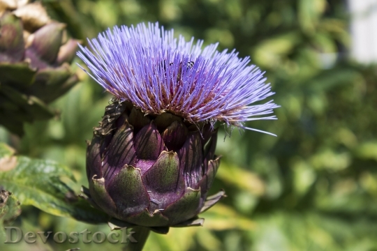 Devostock Artichoke Flower Purple Nature 3993 4K.jpeg