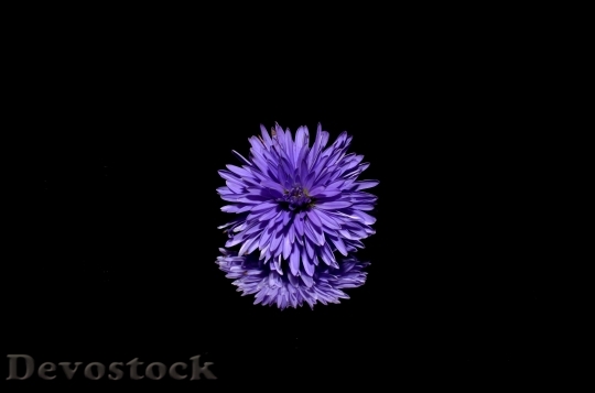 Devostock Aster Flower Purple 6524 4K.jpeg