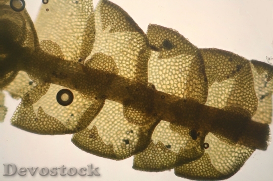 Devostock Bazzania Tricrenata Microscopic 903624 HD