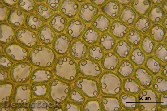 Devostock Bazzania Tricrenata Microscopic 903625 HD