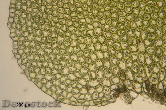 Devostock Bazzania Trilobata Microscopic Cells HD
