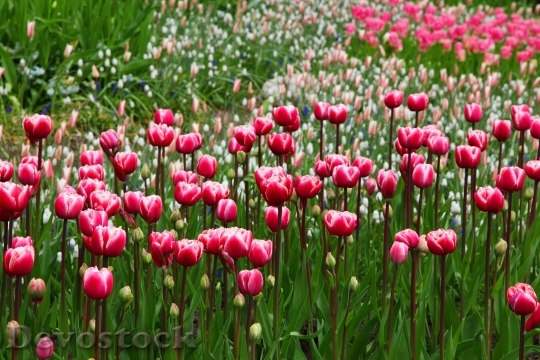 Devostock Beautiful Bloom Blossom Pink 8708 4K.jpeg