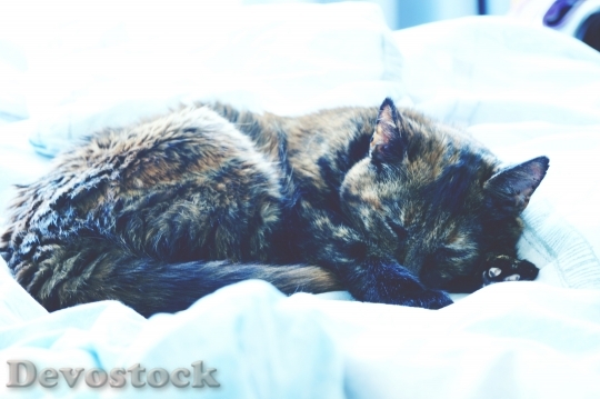 Devostock Bed Animal Pet 16980 4K
