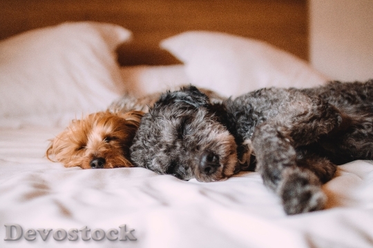 Devostock Bed Dog Animals 5727 4K