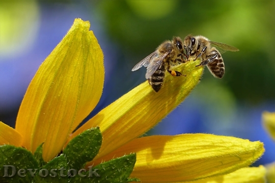 Devostock Bee Honey Bee Apis Insect 14452 4K.jpeg