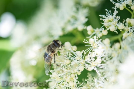 Devostock Bee Insect Blossom White 117161 4K.jpeg