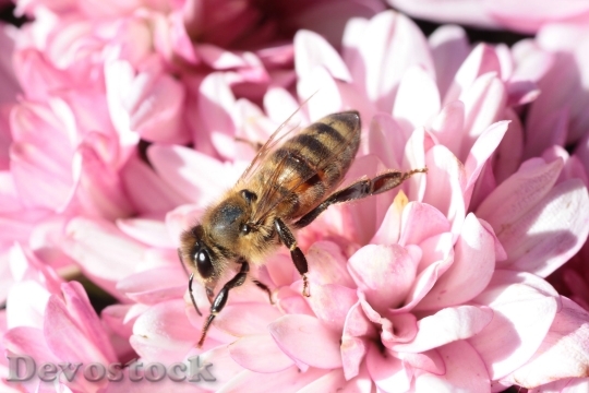 Devostock Bee Macro Flower Blossom 6407 4K.jpeg
