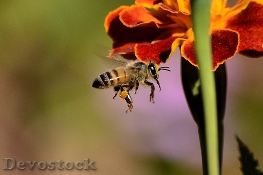 Devostock Bee Sting Honey Bee Wings 6069 4K.jpeg