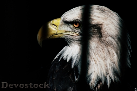 Devostock Bird Animal Bald Eagle 126849 4K