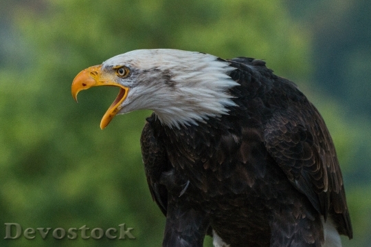 Devostock Bird Animal Bald Eagle 20839 4K