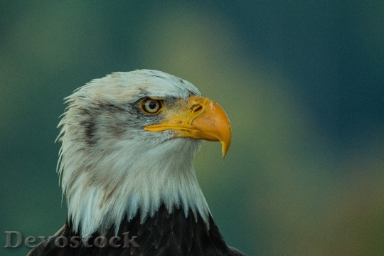 Devostock Bird Animal Bald Eagle 20855 4K