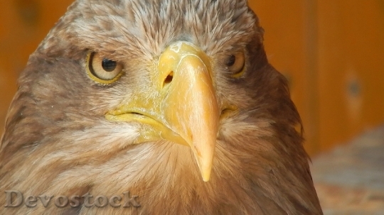 Devostock Bird Animal Bald Eagle 22073 4K