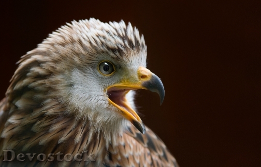 Devostock Bird Animal Bald Eagle 41605 4K