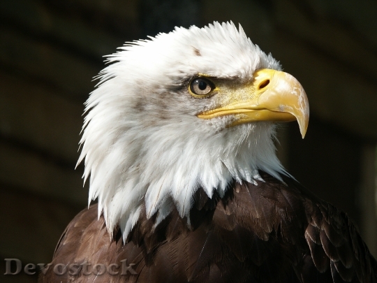 Devostock Bird Animal Bald Eagle 4510 4K