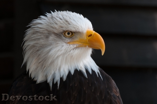 Devostock Bird Animal Bald Eagle 5381 4K