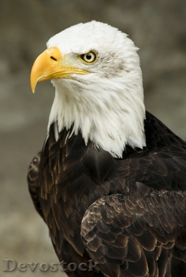 Devostock Bird Animal Bald Eagle 6803 4K