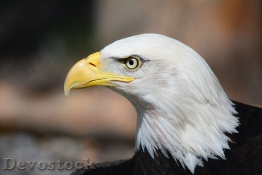 Devostock Bird Animal Bald Eagle 6952 4K
