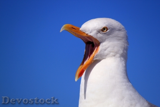 Devostock Bird Animal Beak 5618 4K