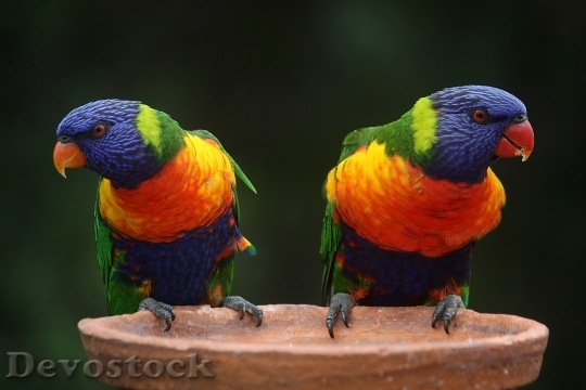 Devostock Bird Animals Colorful 3733 4K
