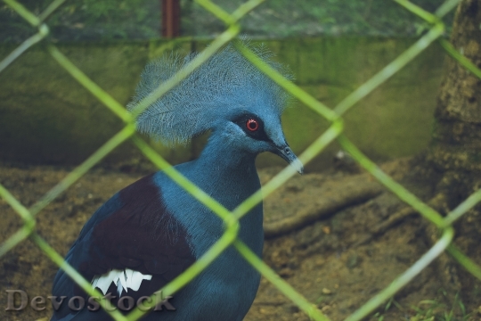 Devostock Bird Blue Animal 123352 4K