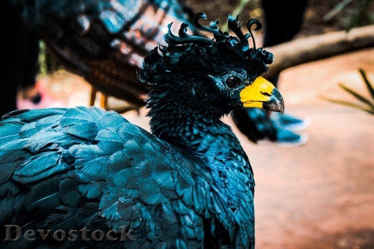 Devostock Bird Blue Animal 126194 4K