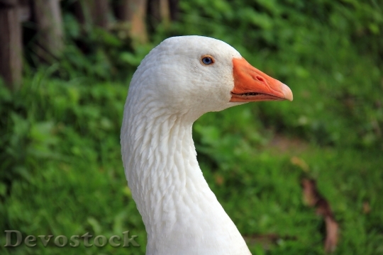 Devostock Bird Blur Goose 6446 4K