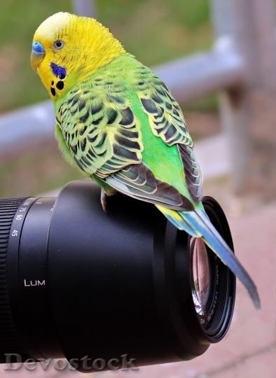 Devostock Bird Camera Yellow 24841 4K