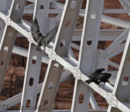 Devostock Bird Construction Bridge 15140 4K