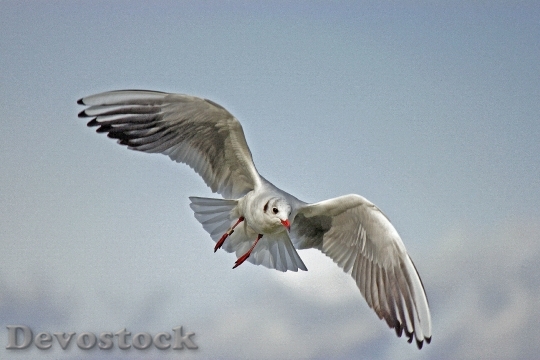 Devostock Bird Flying Animal 6968 4K