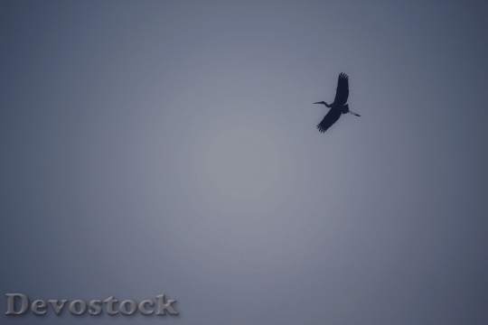 Devostock Bird Flying Animal 79717 4K