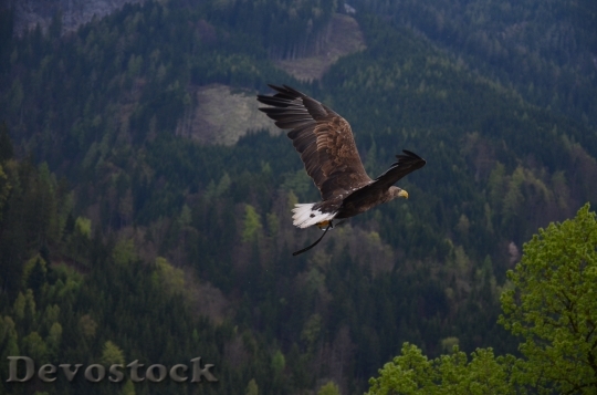 Devostock Bird Flying Forest 5387 4K