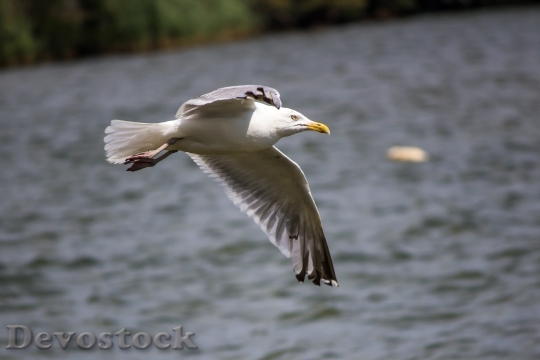 Devostock Bird Flying Water 14374 4K