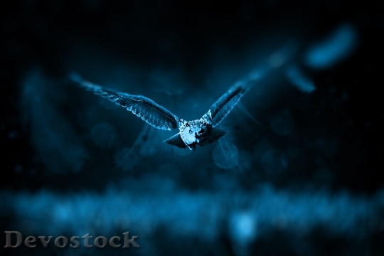 Devostock Bird Night Dark 4648 4K