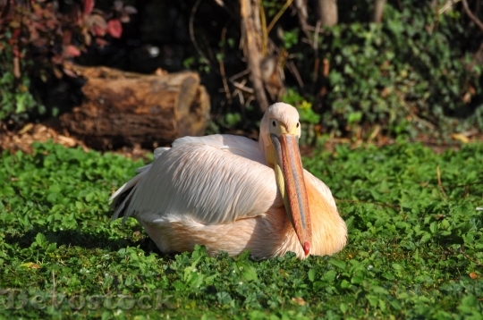 Devostock Bird Pelican Animal 6065 4K