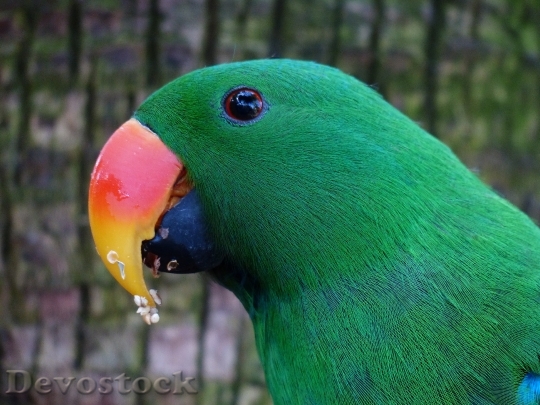 Devostock Bird Pet Colorful 5214 4K
