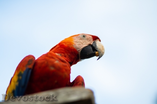 Devostock Bird Red Animal 116588 4K