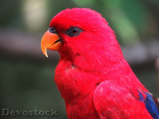 Devostock Bird Red Animal 53240 4K