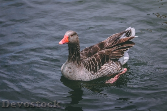 Devostock Bird Water Animal 111516 4K