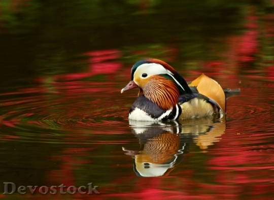 Devostock Bird Water Animal 3967 4K