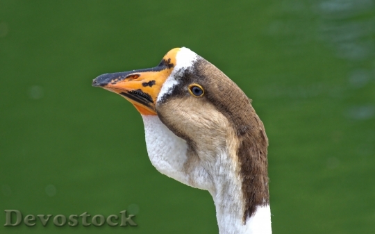 Devostock Bird Water Animal 75308 4K