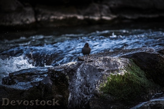 Devostock Bird Water Rocks 21421 4K