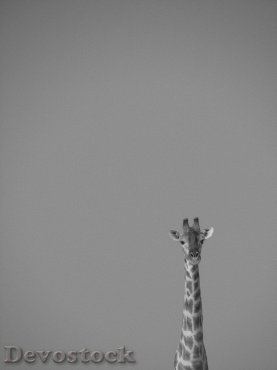 Devostock Black And White Animal Giraffe 6565 4K