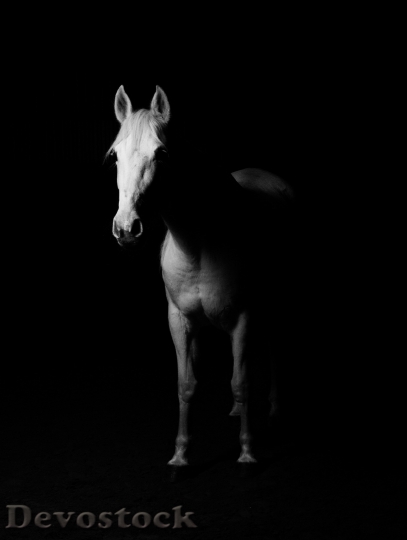 Devostock Black And White Animal Horse 3970 4K
